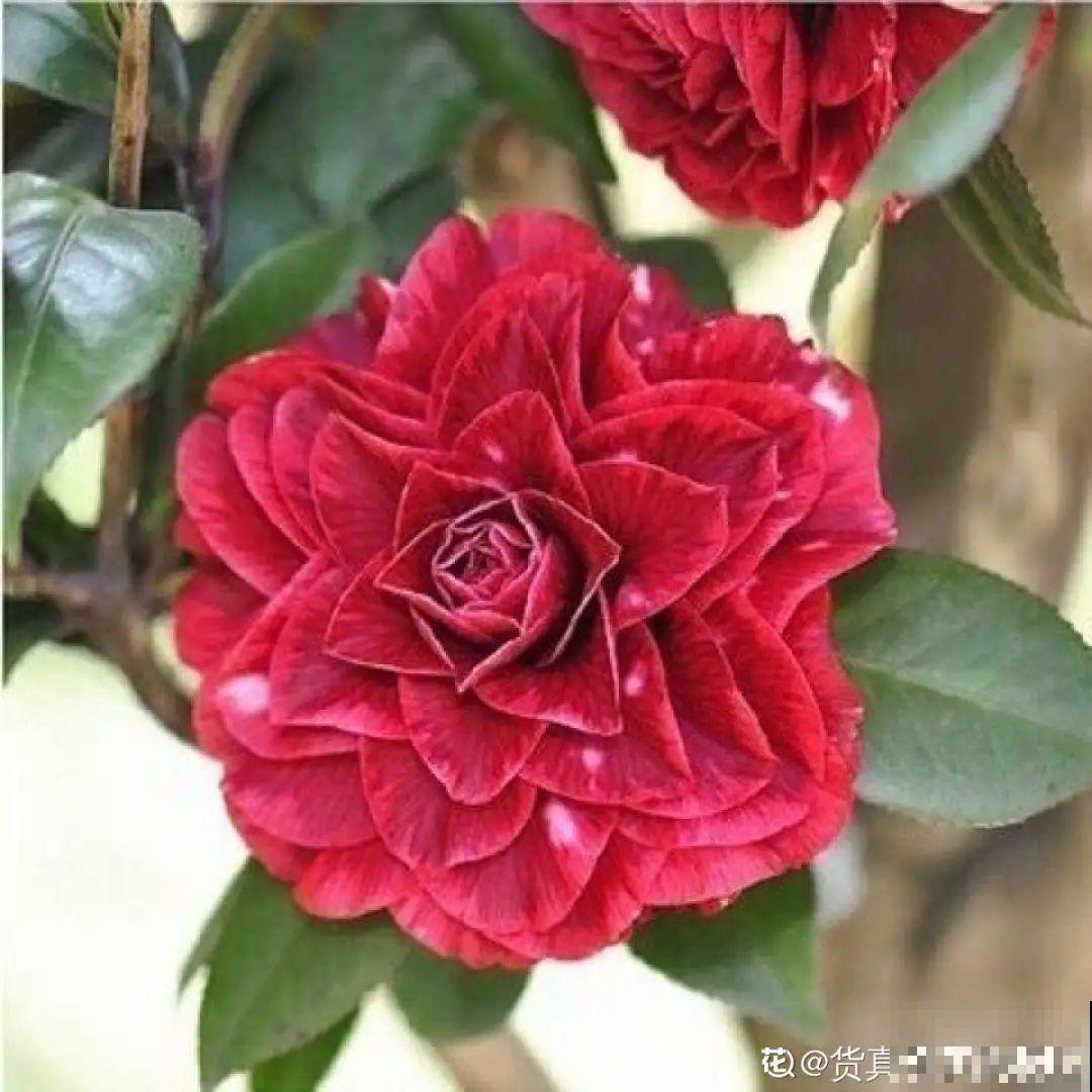 大家都爱养的花，其实只能秋天种，错过季节养不活！