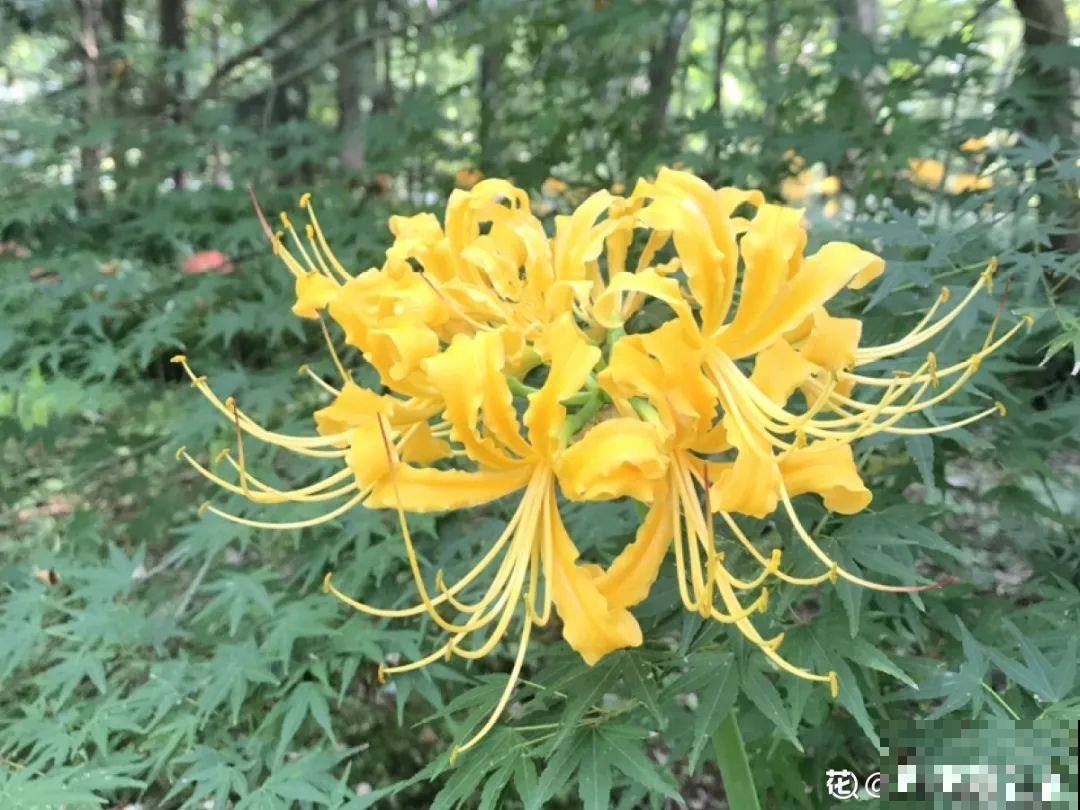 罂粟花不能随便种,私自种植,就得薅光 罂粟花不能随便种,私自种植,就得薅光