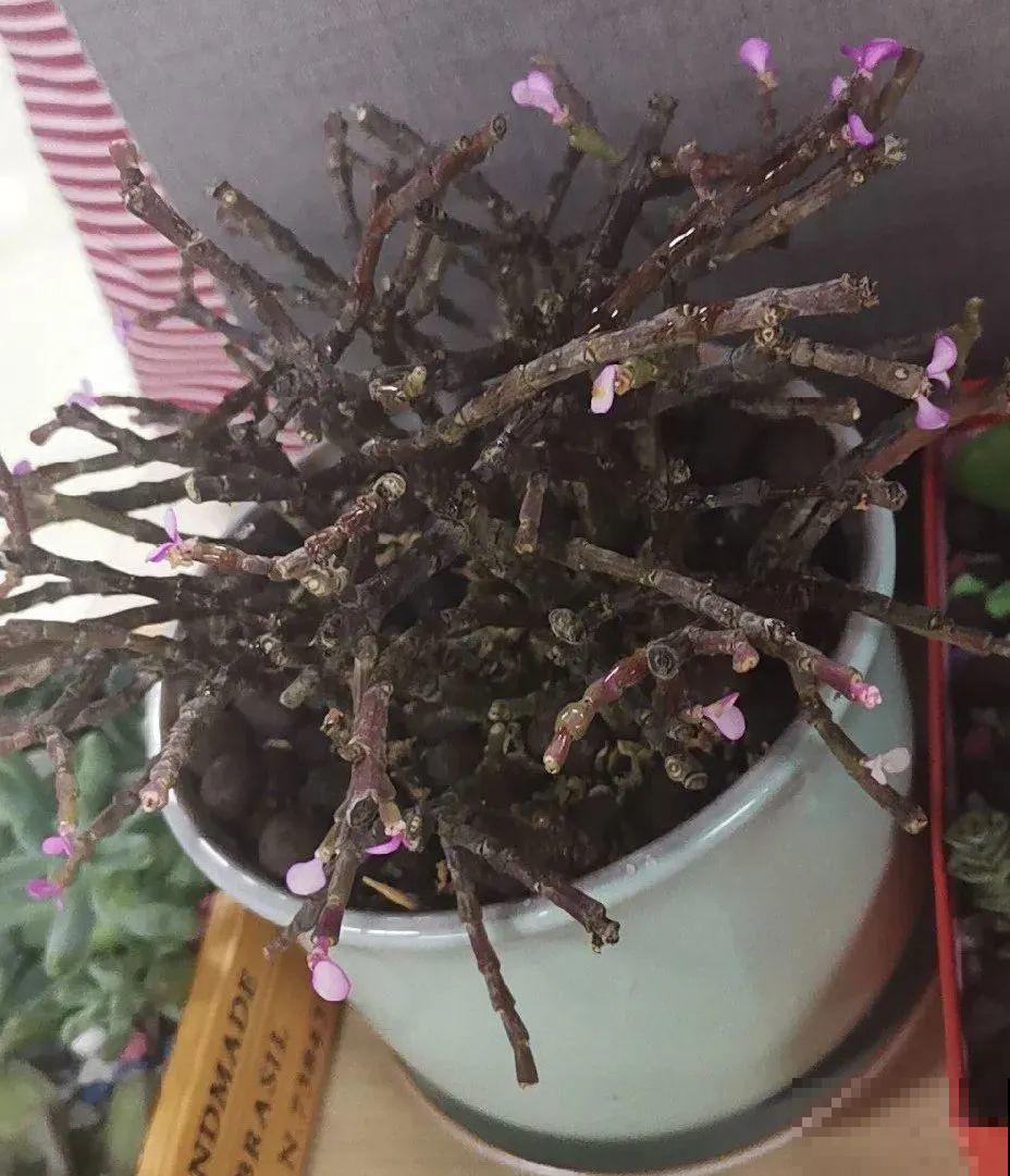 秋老虎来了，9种花进入“死期”，切莫大意！