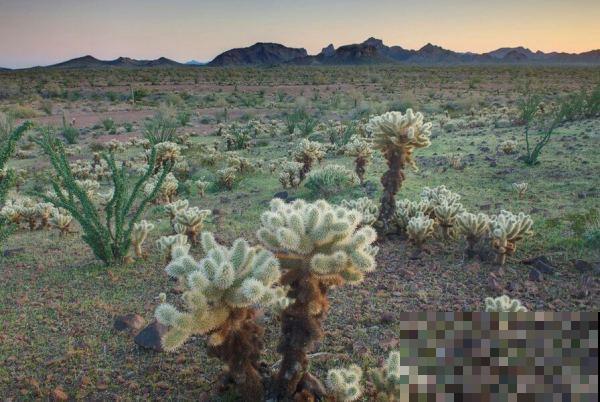 天生长毛的多肉，叶子毛绒绒，比玩具熊还可爱