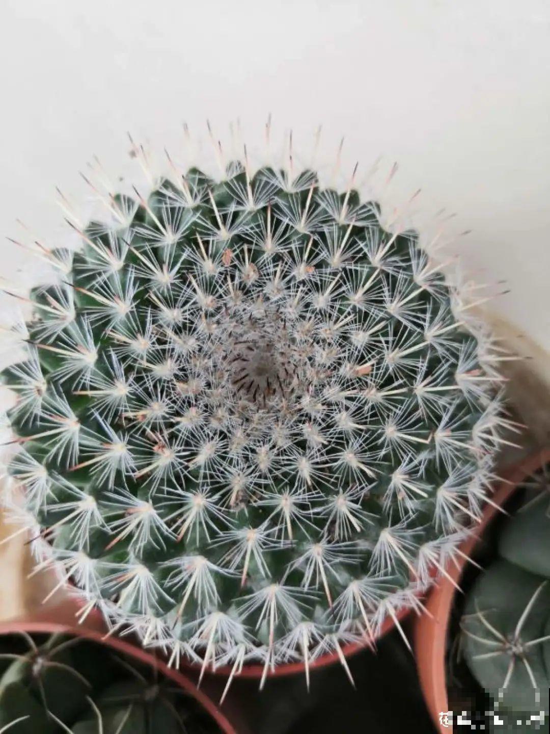 卧室养花要警惕，选不对，让你整夜睡不着！