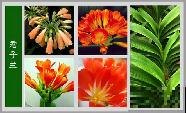 最齐全的《百花图谱》,珍藏起来,路边花都能叫上名! 最齐全的《百花图谱》,珍藏起来,路边花都能叫上名!