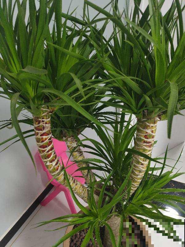 适合闷热初秋的6种花，养一盆绿油油，看着心情也好