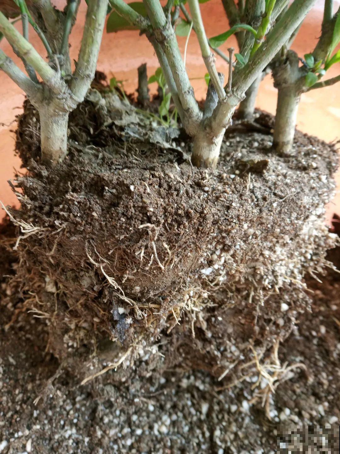 秋凉容易生虫子，月季招来害虫，必须赶紧换盆