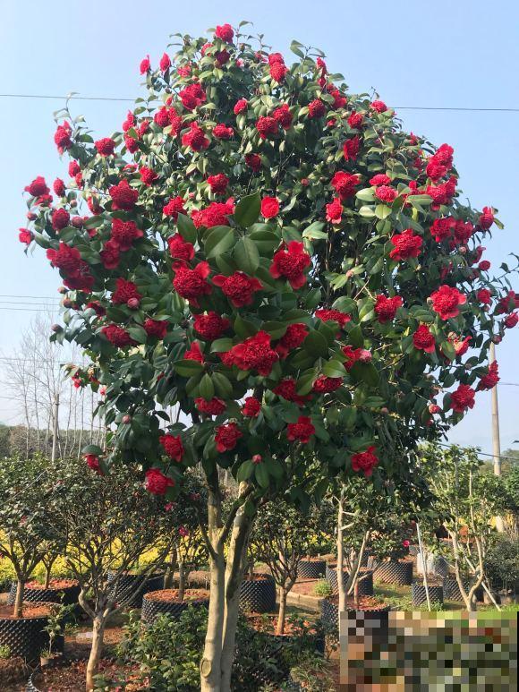 40年的大茶花，开花像荔枝果盘，红红火火真吉祥！