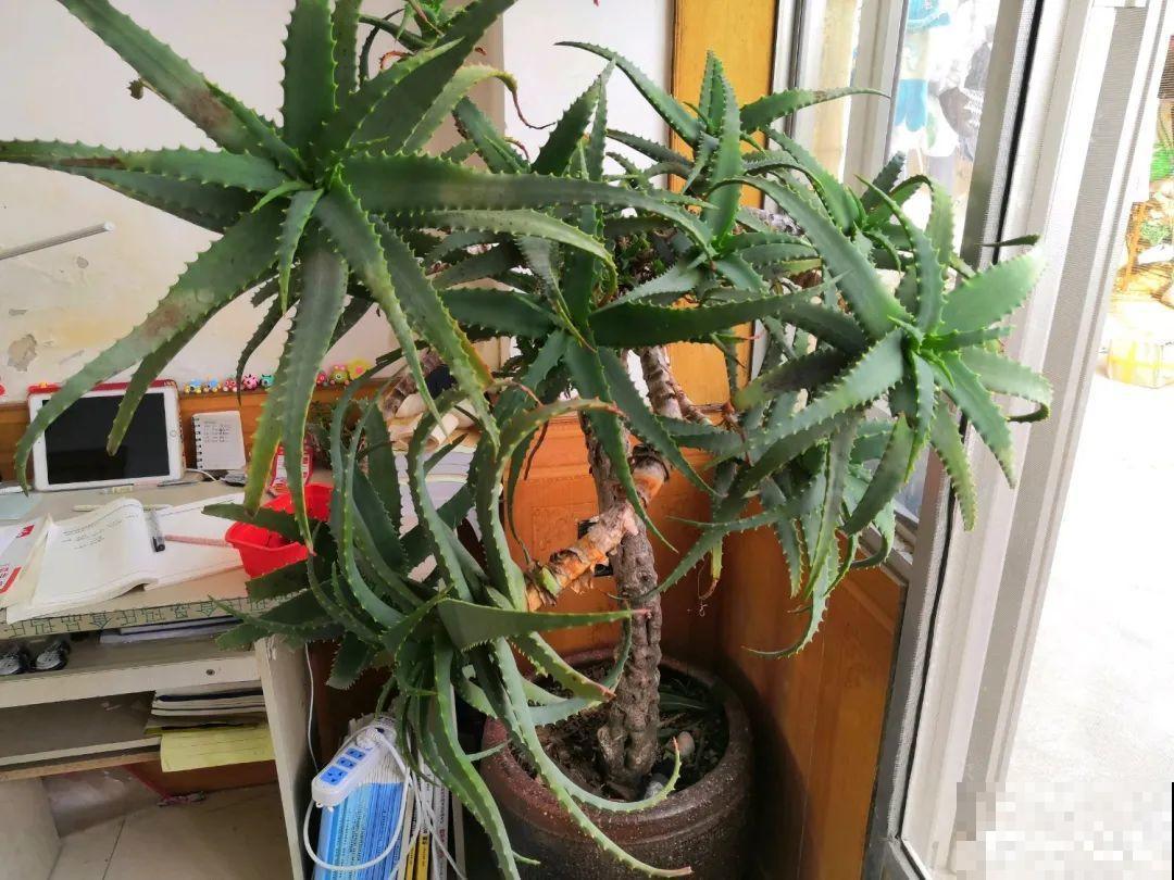 沙漠玫瑰太能长，足足100斤，1个人差点搬不动！