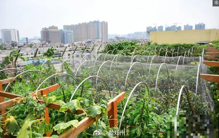 重庆一家企业,楼顶用来种菜养花,佩服! 重庆一家企业,楼顶用来种菜养花,佩服!