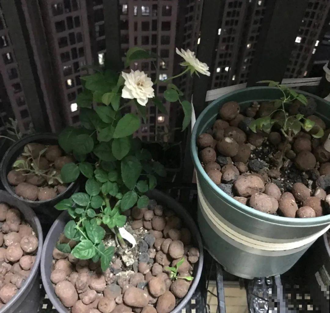 盆面冒杂草，到底拔不拔？