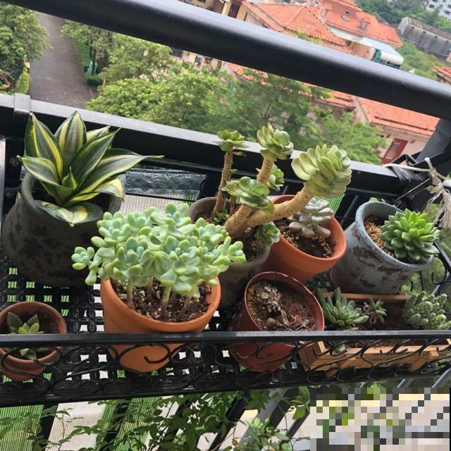 4种养花夺命水，秋天不要浇，一浇花就死！