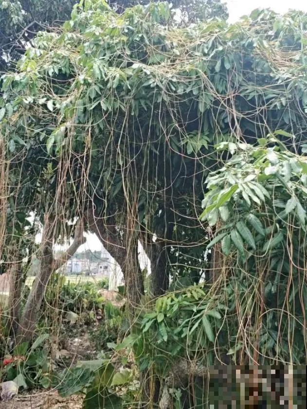 4种花就是吸血鬼，不能被缠上，否则死翘翘