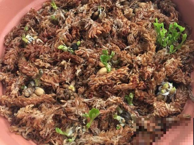 餐巾纸养花,成功率100%,简单又实用! 餐巾纸养花,成功率100%,简单又实用!