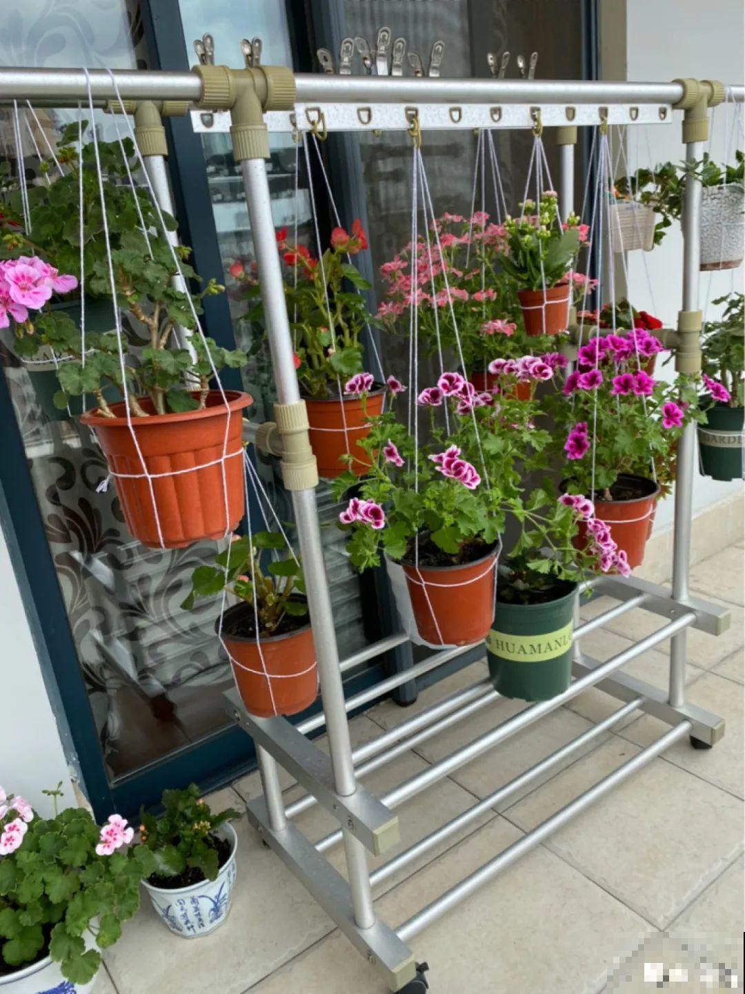 家里4个角落别浪费，分别养些好看的花，一年就能变花园！