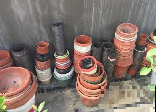 路边也能捡到“宝”,回家养一养,开成宝贝花! 路边也能捡到“宝”,回家养一养,开成宝贝花!