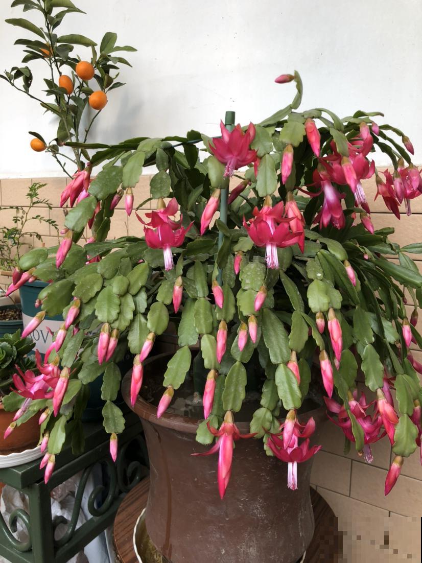 蟹爪兰快苏醒了,养护注意4要点,秋冬才能有花看 蟹爪兰快苏醒了,养护注意4要点,秋冬才能有花看