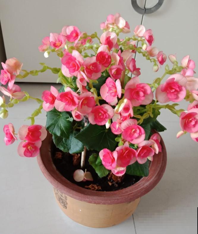 这些花马上就苏醒了,赶紧一瓢水浇透,个子立马蹿一截! 这些花马上就苏醒了,赶紧一瓢水浇透,个子立马蹿一截!