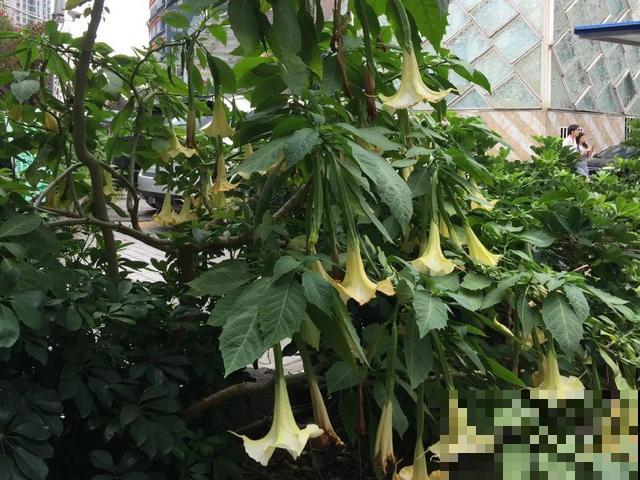 20种有毒花,出门别乱摘,有小孩的特别注意 20种有毒花,出门别乱摘,有小孩的特别注意