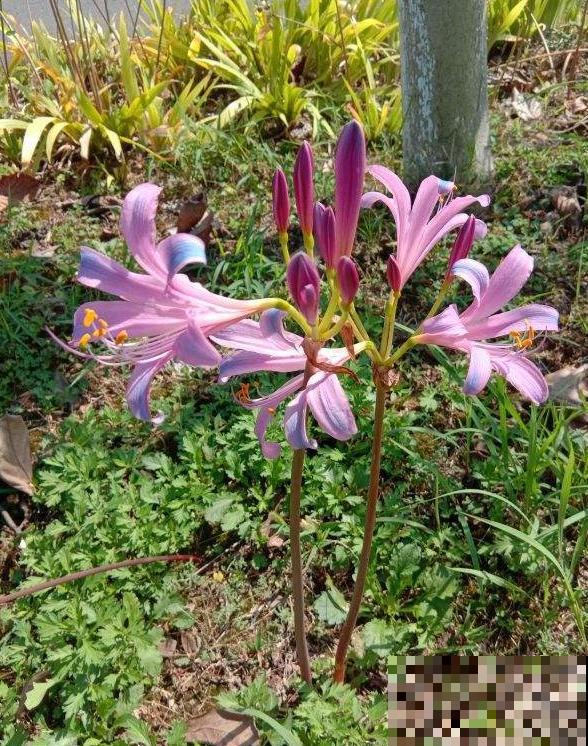 石蒜科的花,个比个漂亮,却是危险的有毒植物! 石蒜科的花,个比个漂亮,却是危险的有毒植物!