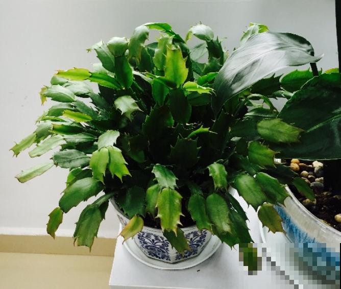 有些花名字叫兰，其实跟兰花没一毛钱关系，别搞错了！