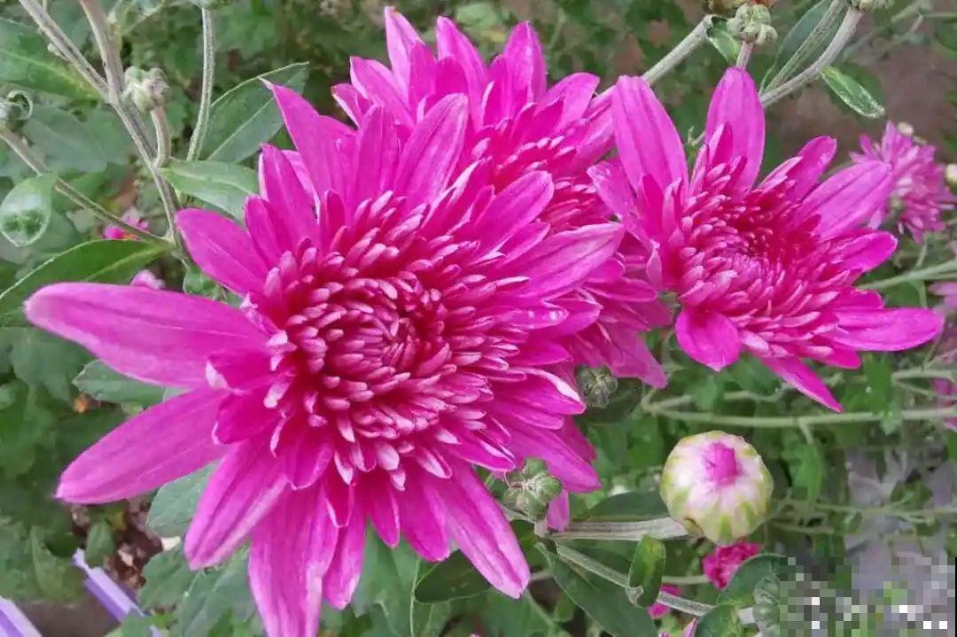 9月生日花，又美又香，寓意极好！