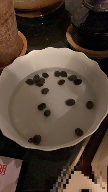 养碗莲的5个要点，简单好学，花朵一开就是满碗！