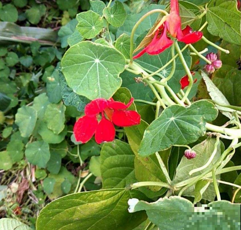 秋天快养旱金莲，花期特长，一年开三季！