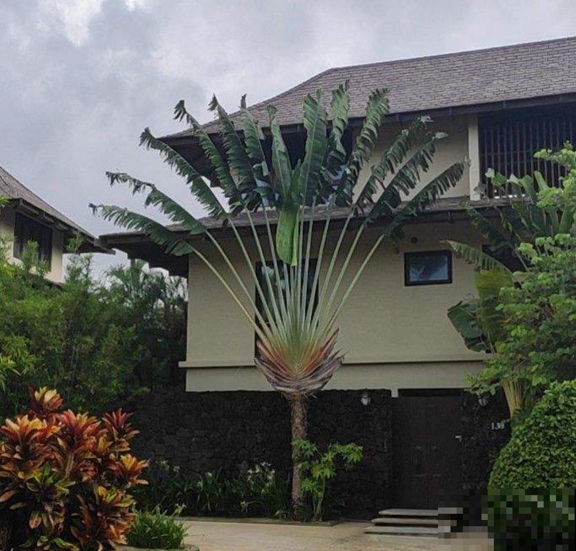 高大威猛的旅人蕉,室内养一盆,热带风情满满! 高大威猛的旅人蕉,室内养一盆,热带风情满满!