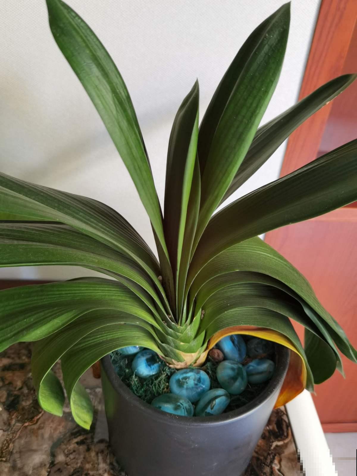 无肉不欢？这4种植物比你还爱吃肉，再加点酒长得更欢！