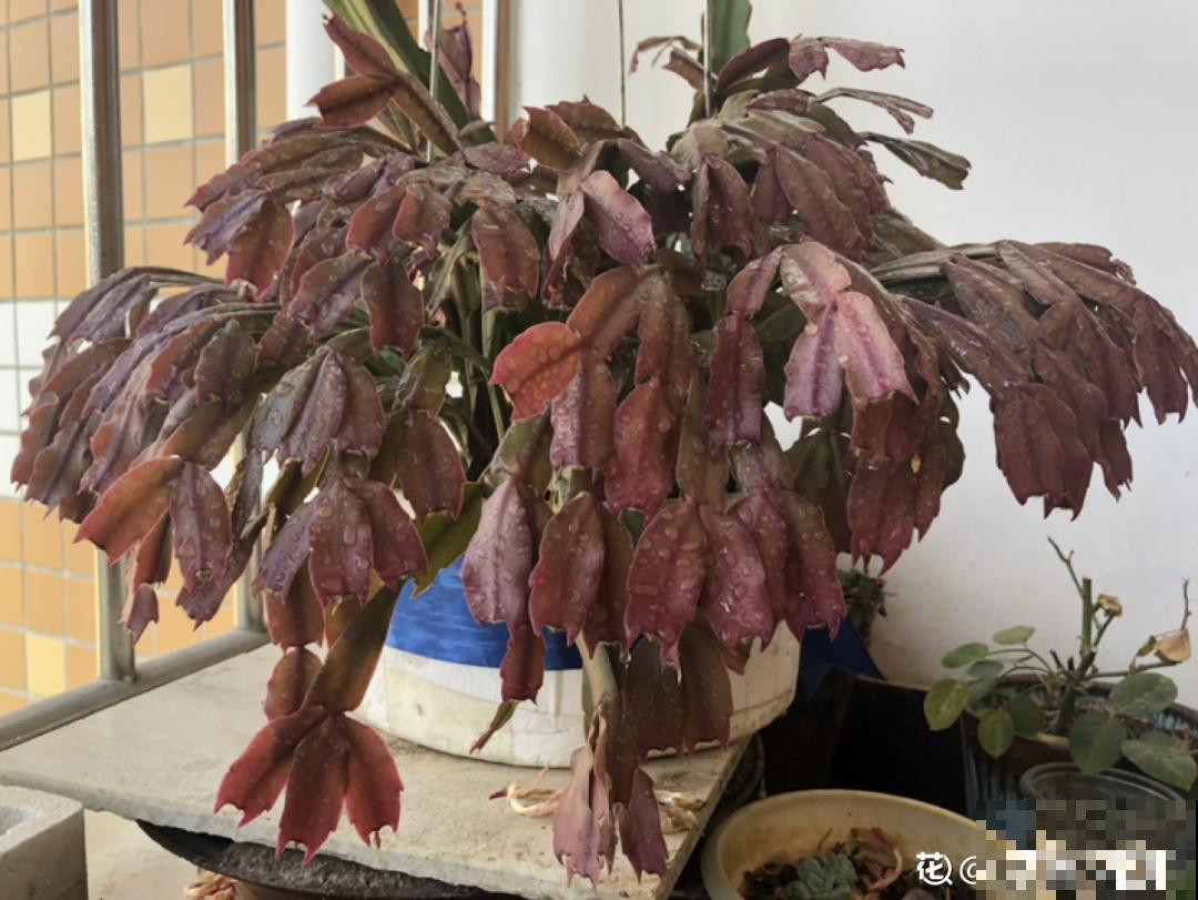 秋老虎来了，9种花进入“死期”，切莫大意！