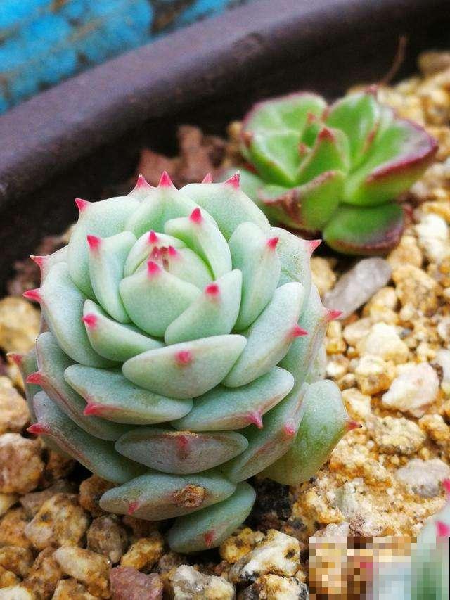 多肉这么养,才能养的白白胖胖,10年不烂根 多肉这么养,才能养的白白胖胖,10年不烂根