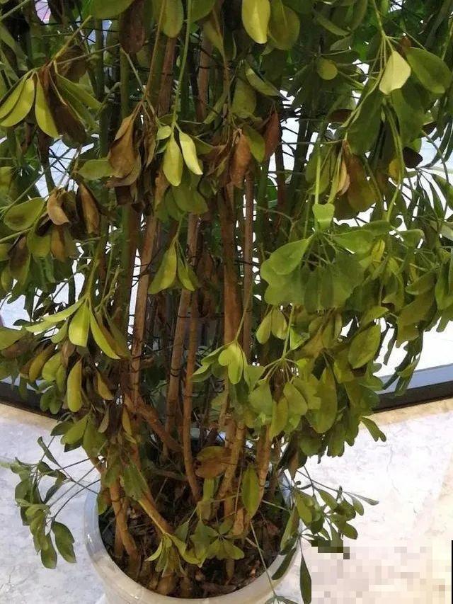 你扔的花,我捡回家,半个月起死回生! 你扔的花,我捡回家,半个月起死回生!