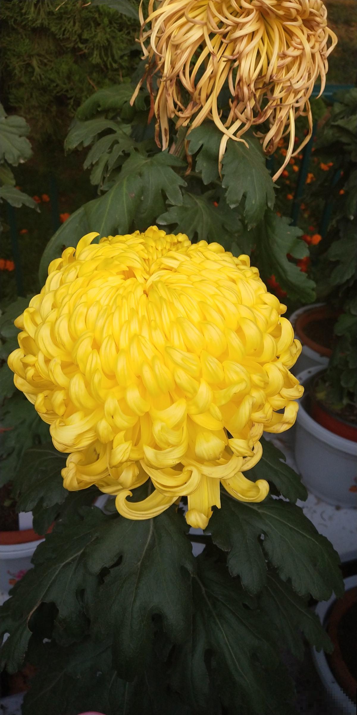 高贵如菊花,秋季标配,种上1盆全家赏! 高贵如菊花,秋季标配,种上1盆全家赏!