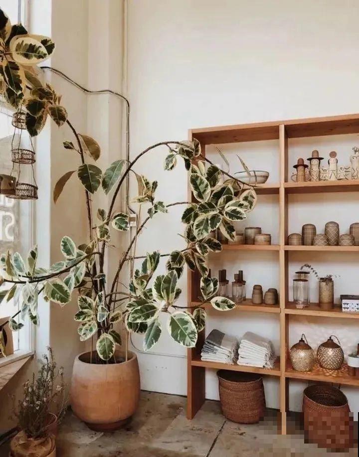 新买一盆花,叶子五颜六色,真怀疑它是不是喷药了? 新买一盆花,叶子五颜六色,真怀疑它是不是喷药了?