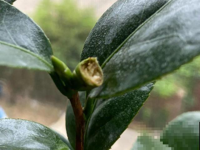 20种花,天凉了赶紧剪,来年开花有多又艳! 20种花,天凉了赶紧剪,来年开花有多又艳!