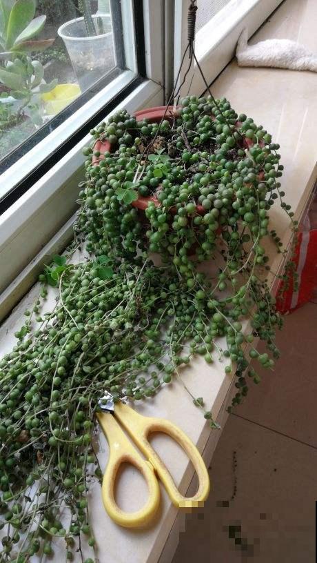 秋天养多肉，超容易爆头，选好品种是关键