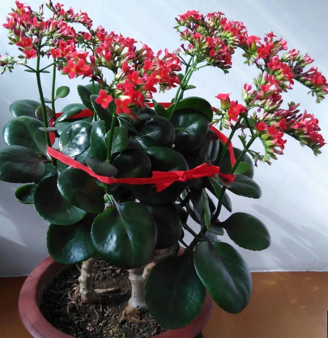 1米7的天竺葵，开花成瀑布，太震撼了