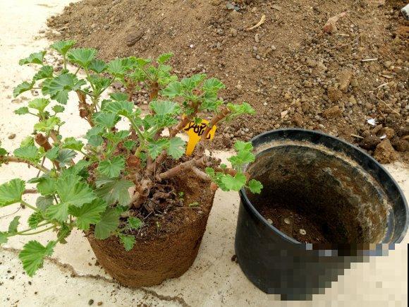 秋天养花就得折腾,修剪换盆施肥,一个工作都不能少! 秋天养花就得折腾,修剪换盆施肥,一个工作都不能少!