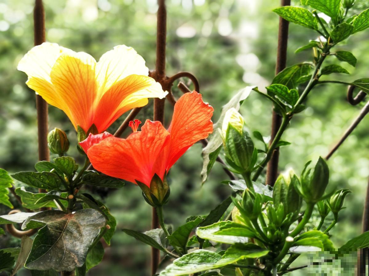 不怕淋雨的5种花,不娇气,淋一次长一茬! 不怕淋雨的5种花,不娇气,淋一次长一茬!