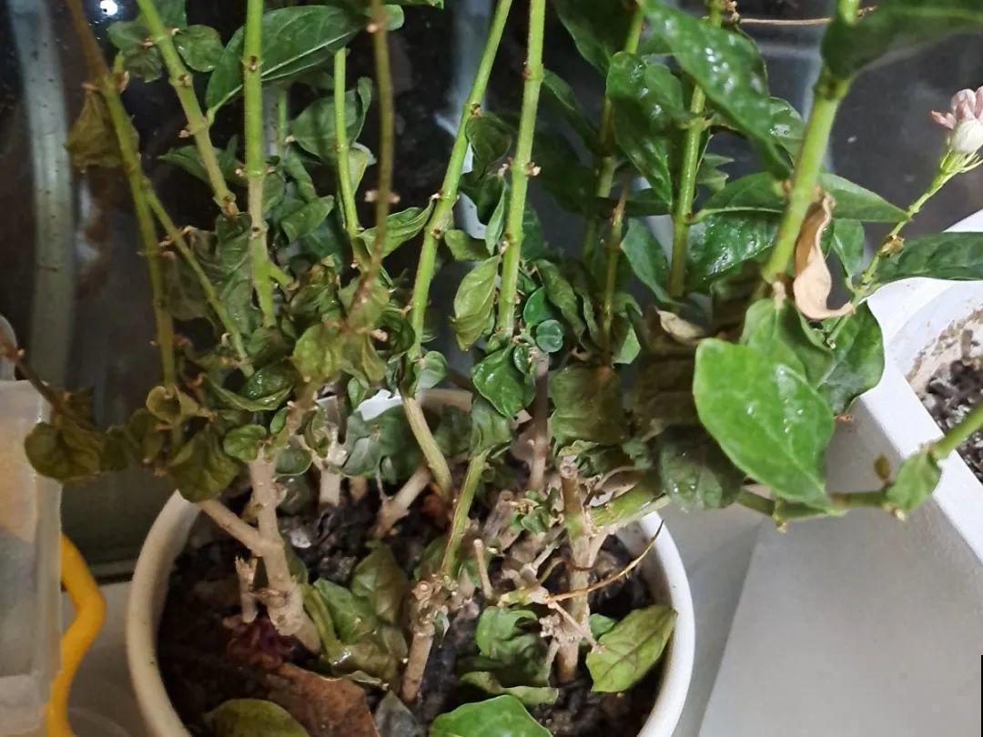 公认难养的花,养一盆死一盆,从来没有养活过! 公认难养的花,养一盆死一盆,从来没有养活过!