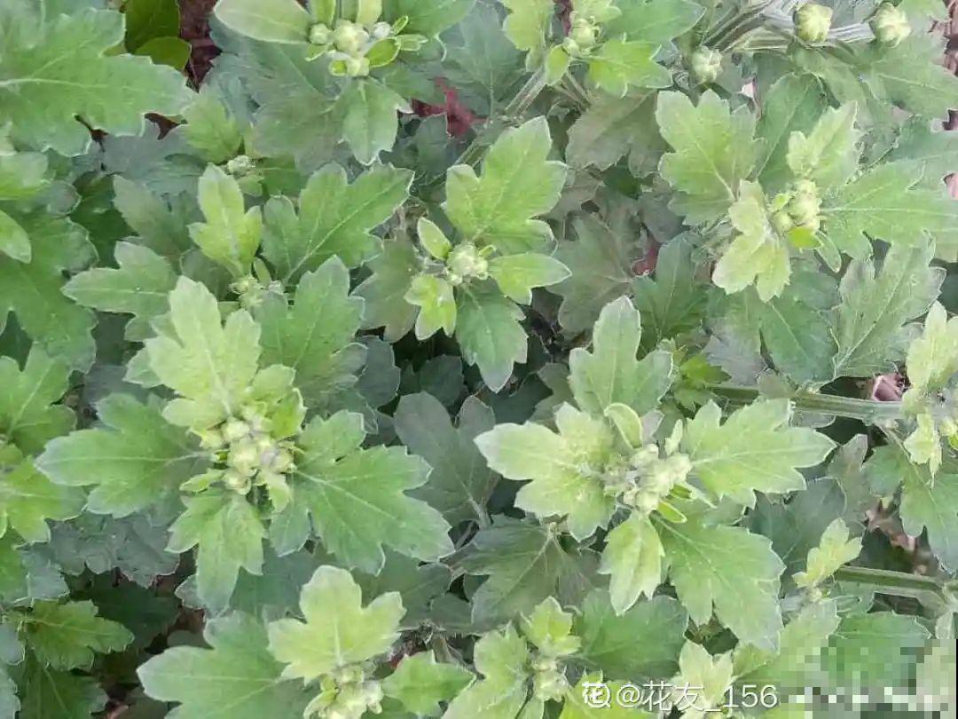 三伏已过,这花可以处理了,晚了错过开花! 三伏已过,这花可以处理了,晚了错过开花!