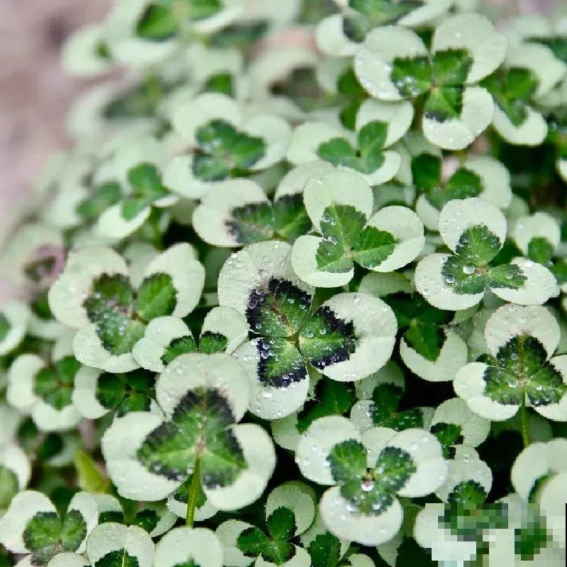 这花被人工培育了,叶子变异后,可以这么美! 这花被人工培育了,叶子变异后,可以这么美!