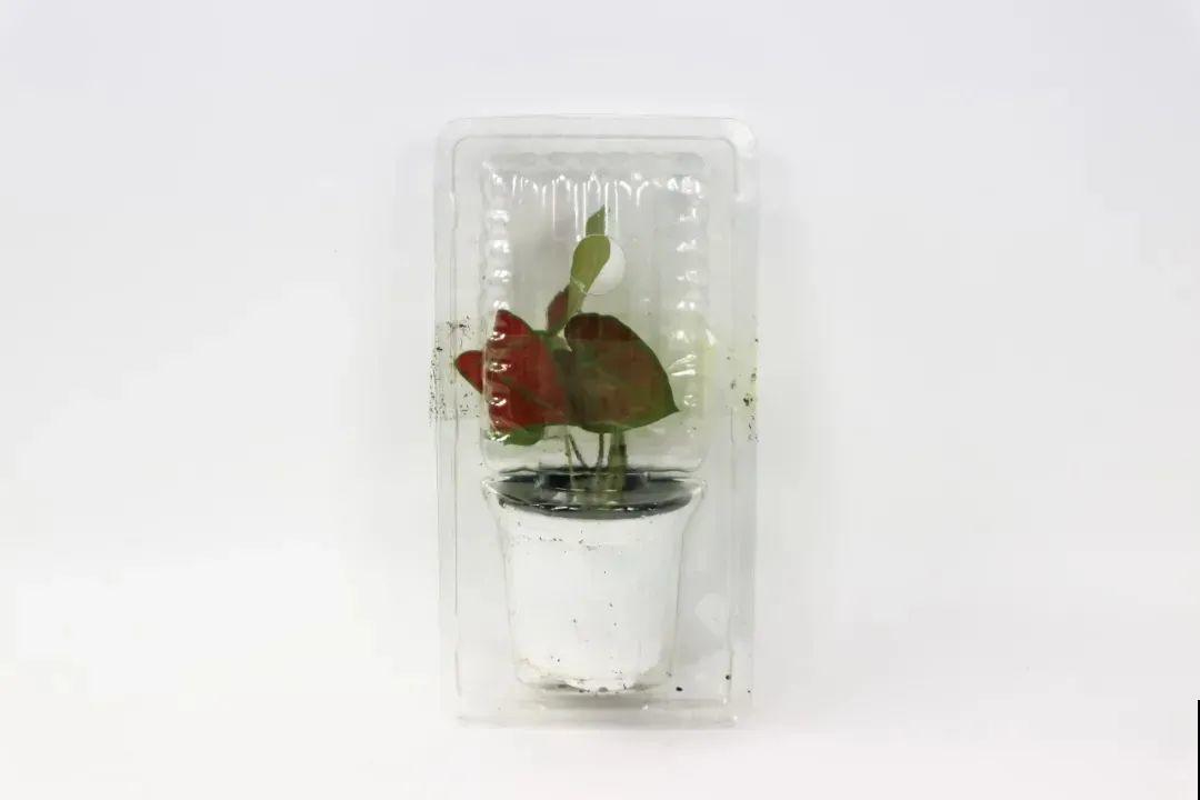 比绿萝还耐阴的花，叶子五彩斑斓，像打翻的调色板！