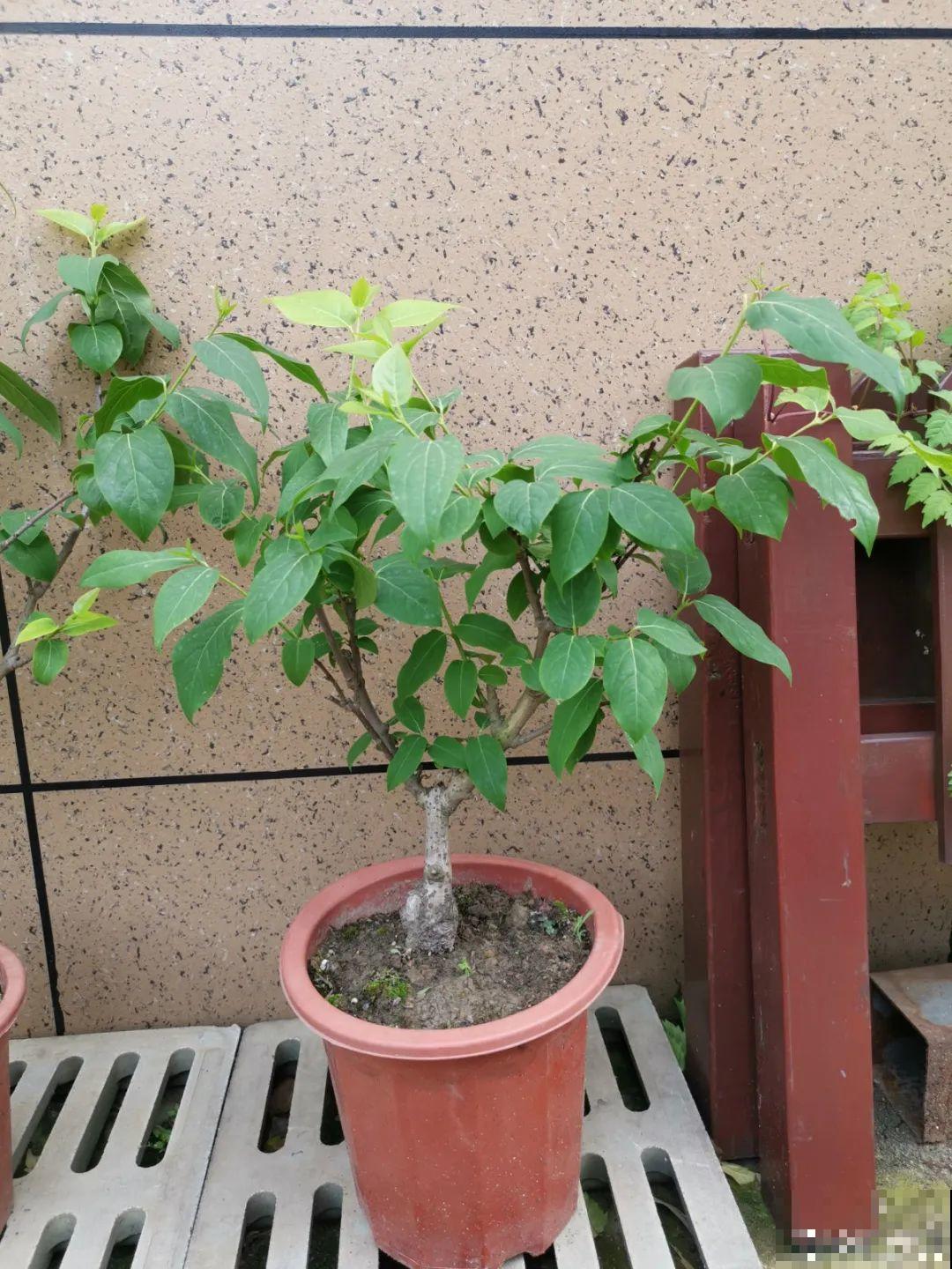 下个月开始，这10种花不能剪，剪了没花看，白养大半年！