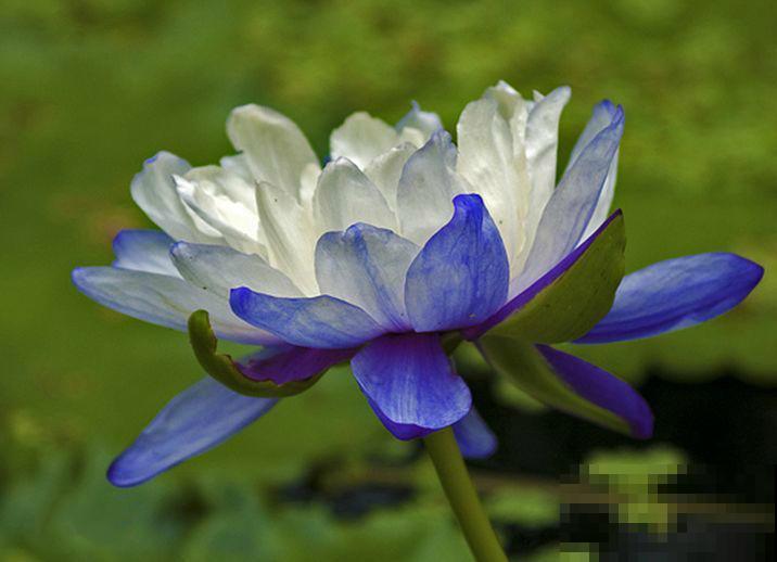 9种罕见又美妙的植物,你要认识一种,我都承认你厉害! 9种罕见又美妙的植物,你要认识一种,我都承认你厉害!