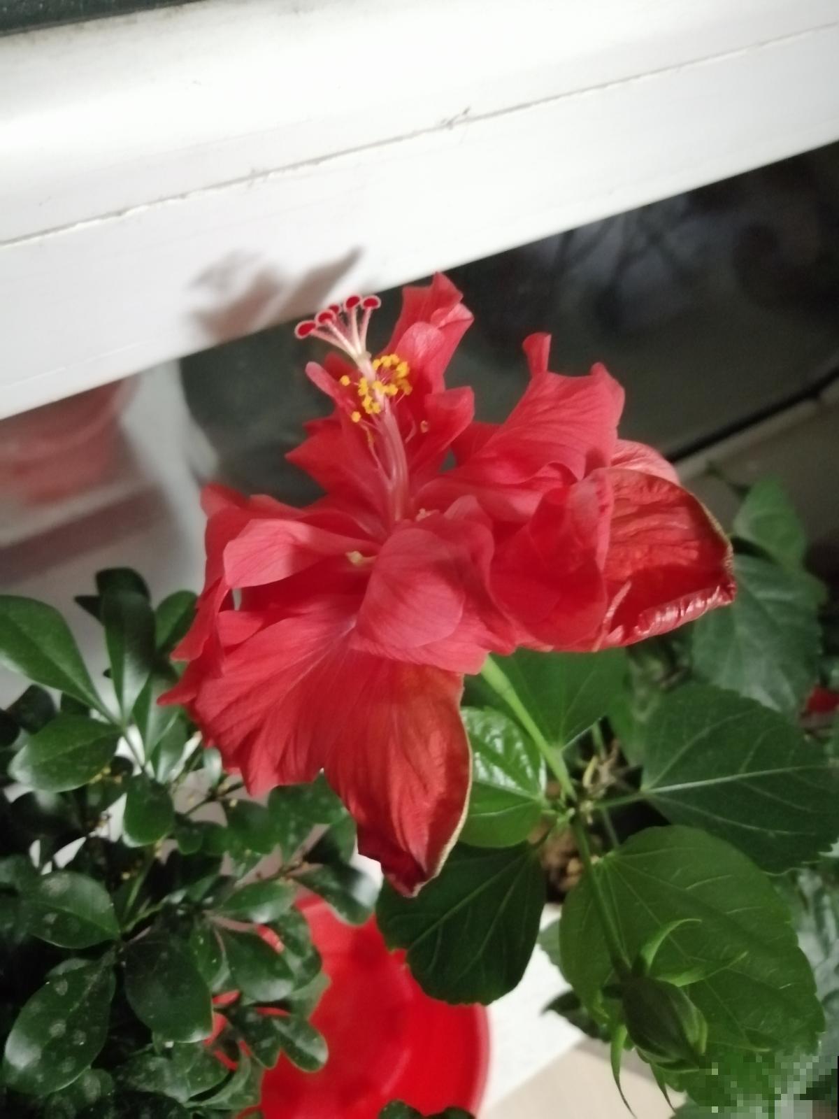 木槿花养不好?看这里,简单5点,满枝都是大花朵! 木槿花养不好?看这里,简单5点,满枝都是大花朵!