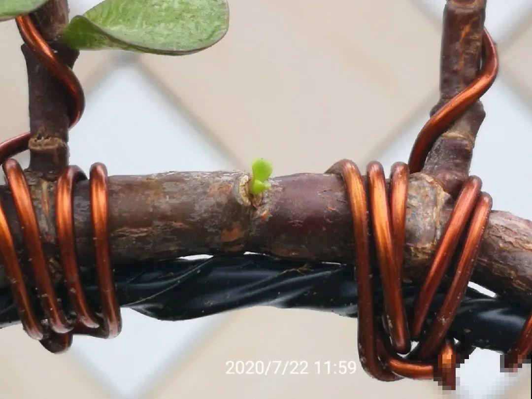 养金枝玉叶,剪成“歪脖子”,越歪越值钱! 养金枝玉叶,剪成“歪脖子”,越歪越值钱!