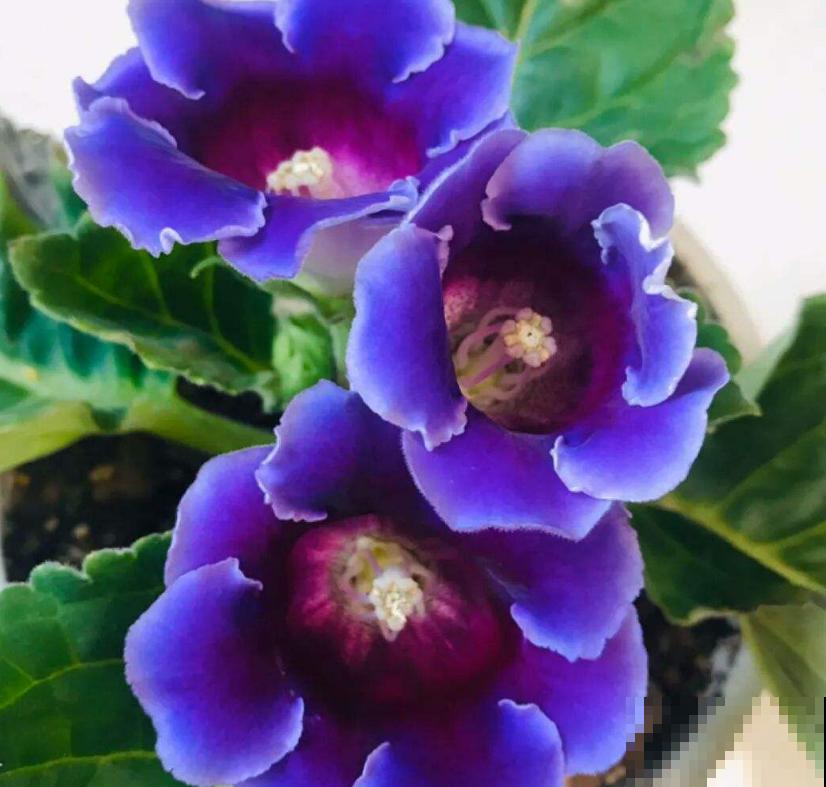 看惯了小花朵,养这5种花,开花大气惹人爱! 看惯了小花朵,养这5种花,开花大气惹人爱!