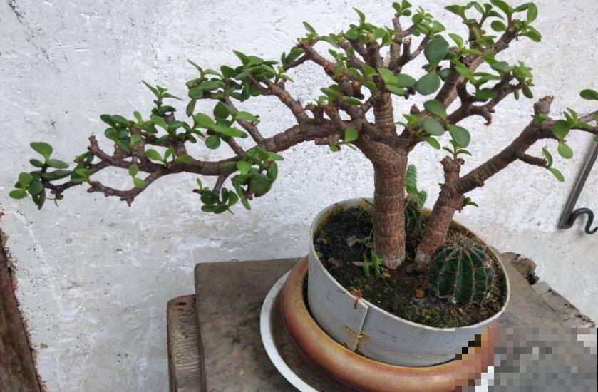 忒好看的金枝玉叶,花美叶肥,马齿苋成精了? 忒好看的金枝玉叶,花美叶肥,马齿苋成精了?