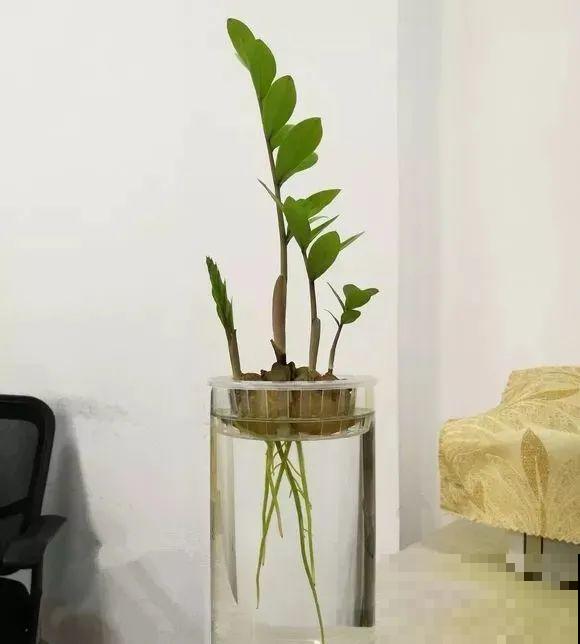 龟背竹长出长鞭子，连着茎一块砍下来，种土里就能活