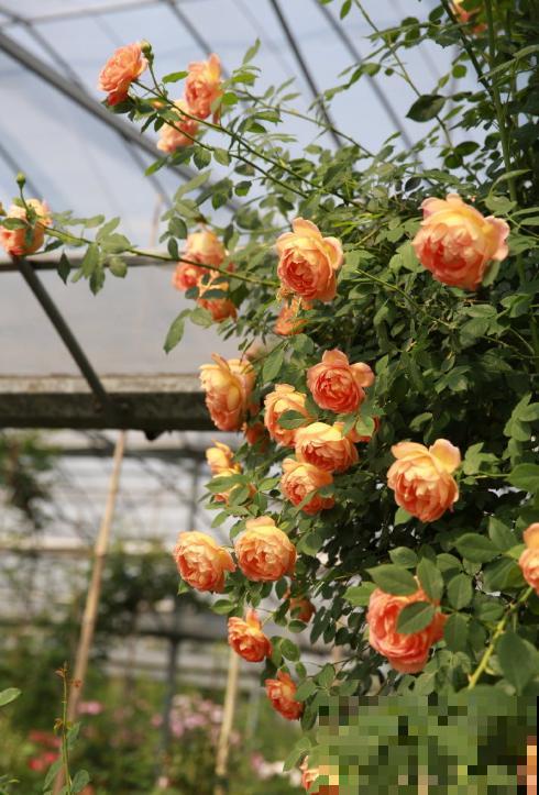 10种月季枝条太软，大家都说垂头，结果吊起来养超惊艳！