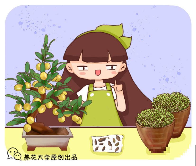 5种水果盆栽，秋天种刚好，果子能结一大片！